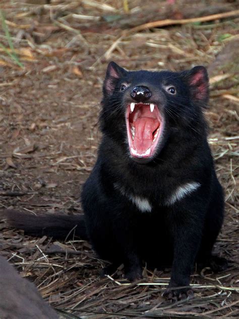 Tasmanian Devil Fighting