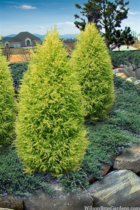 Landscaping With Common Junipers Types Uses Care And Facts