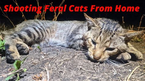 Shooting Feral Cats From Home Youtube