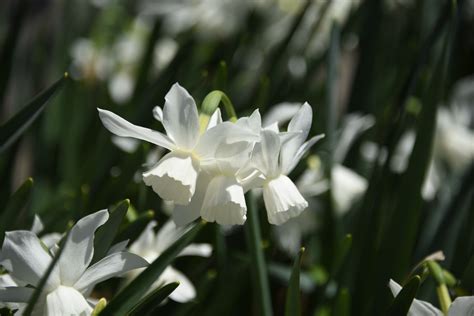 Fotos Gratis Naturaleza Blanco Pétalo Primavera Botánica Narciso