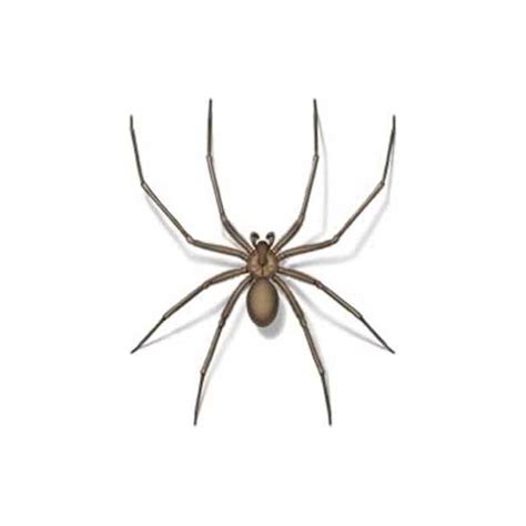 Brown Recluse Spider Identification And Behavior Anderson Pest Solutions