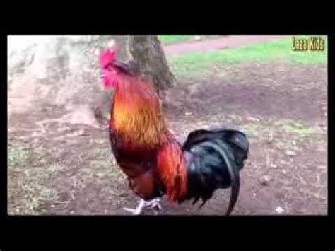 Adegan berbahaya dalam video ini tidak. Download Video Lucu Hewan Nyanyi Mp3 dan Mp4 Terpopuler Gratis