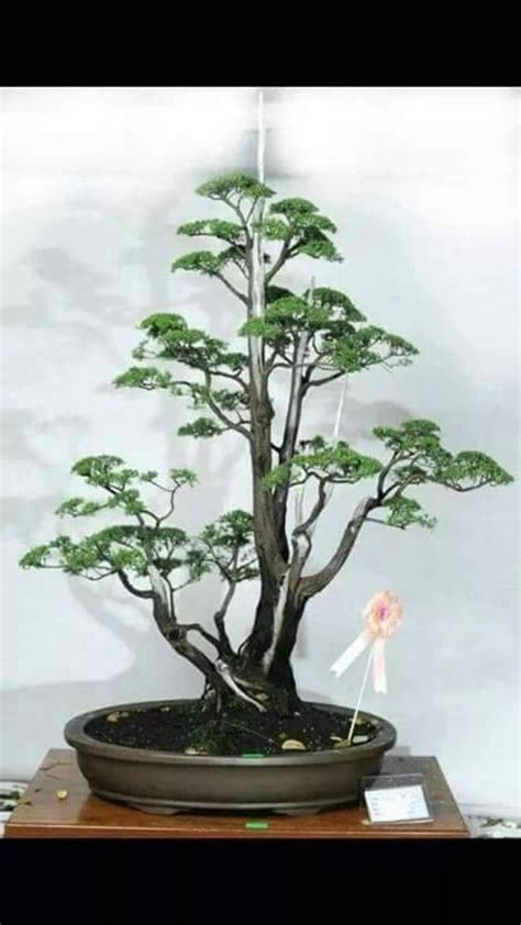 Cucur atap ( baeckea frutescens) pokok cucur atap juga dikenali sebagai pokok celoreng atap. Ghim của Hung Letien trên bonsai malaysia cucur atap ...