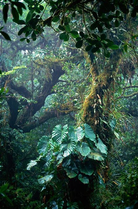 Monteverde Cloud Forest Reserve A Cloud Forest Grows At A Higher