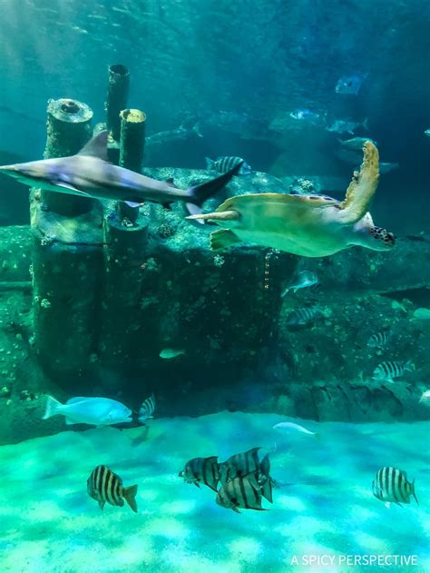 It's time to plan your next great vacation in atlantic beach, pine knoll shores, salter path, indian beach, emerald isle or beaufort, nc. NC Aquarium - Why You Should Visit The Crystal Coast Outer ...