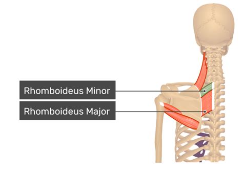 Rhomboid Minor Muscle Getbodysmart