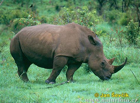 معلومات و تقرير عن وحيد القرن بالانجليزي. Ceratotherium simum Pictures, White Rhinoceros Images ...