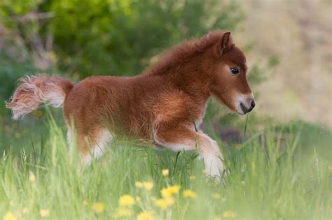 Mini Horse Cute Graphy Foal Meadow Hd Wallpaper Peakpx