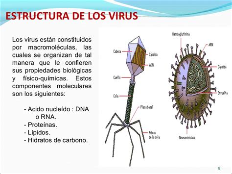 Clasificacion De Virus