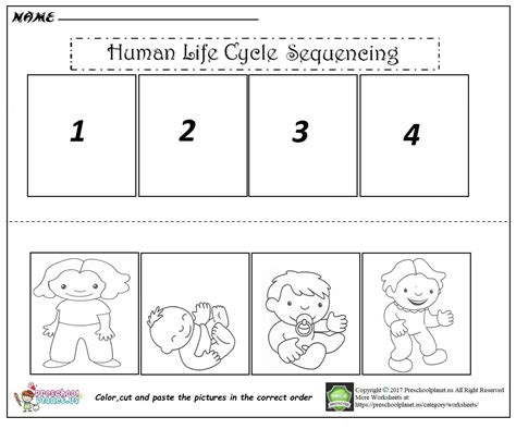 Human Life Cycle Sequencing Cut And Paste