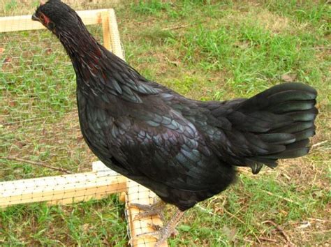 black sex link bantam backyard chickens learn how to raise chickens