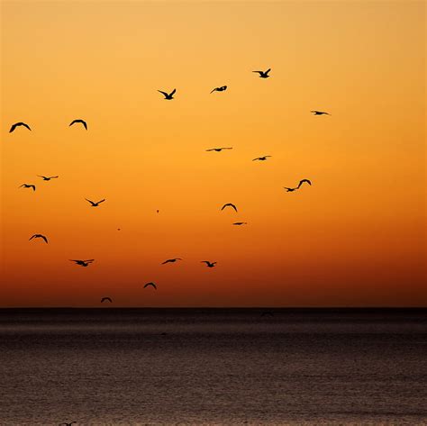 Birds Sunset Sea Horizon Hd Wallpaper Peakpx