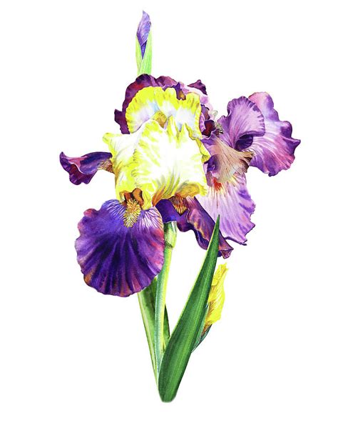 Iris Flowers Watercolor Painting By Irina Sztukowski