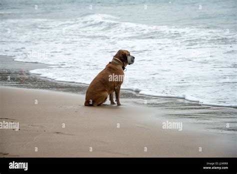 Dog Looking Out To Sea Stock Photo Alamy