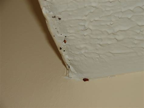 Do Bed Bugs Live In Ceilings