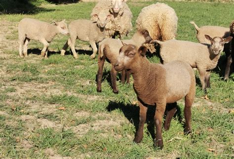 2019 Shearling Ewes And 2020 Lambs For Sale Shetland Sheep Society