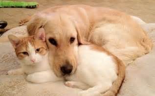 We did not find results for: 17 Dog and Cat Duos Who Will Go Down in Cute History | The ...