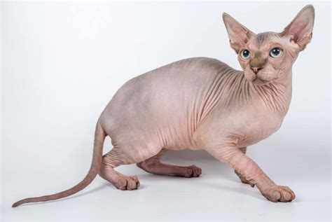 The Munchkin Cat Sphynx Mix Minskin And Bambino Munchkin Cat Guide