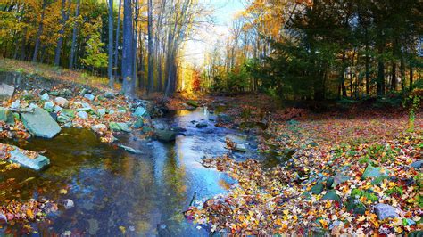 Autumn Landscape Forest Trees Colorful Foliage River