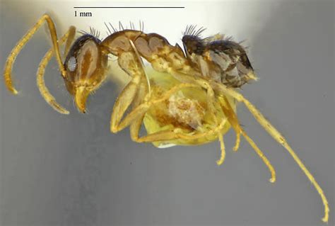 Hymenoptera Nylanderia Terricola Bugguidenet