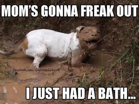 10 Funny Pit Bull Memes