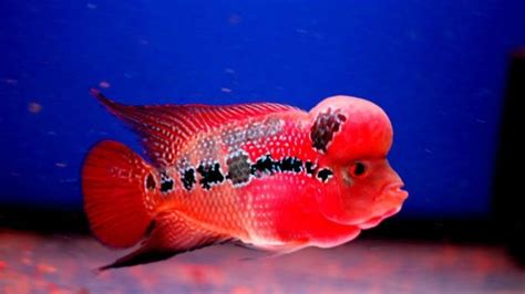 Ikan Louhan Jenis Cichlid Paling Populer Untuk Aquarium Youtube