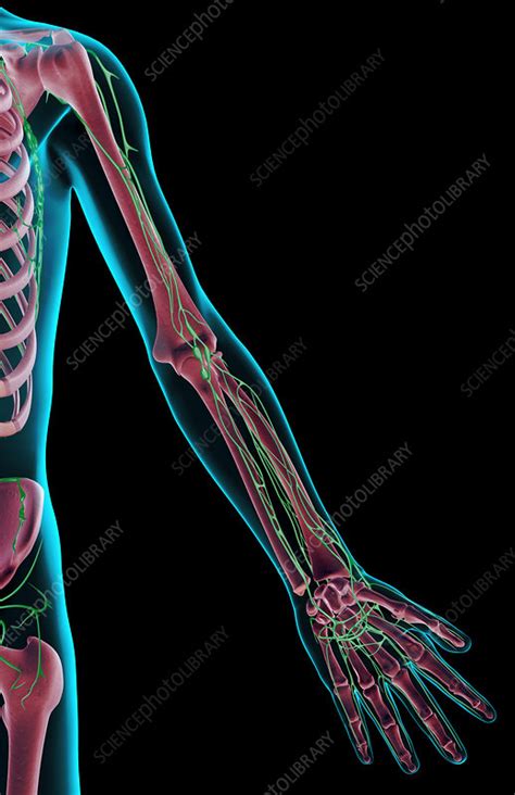 The Lymph Supply Of The Upper Limb Stock Image F0016276 Science