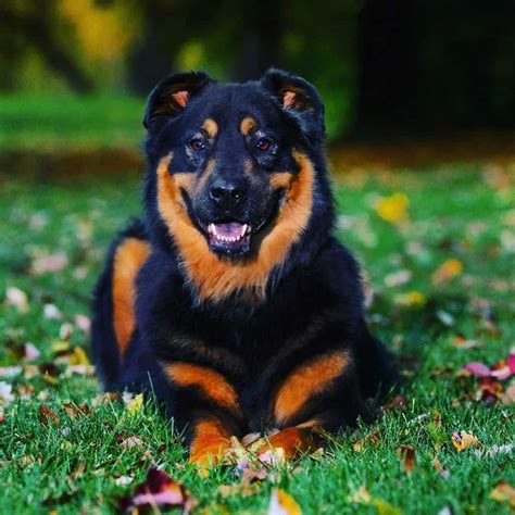 Rottweiler Chow Chow Mix A Complete Guide For Crossbreed Lovers