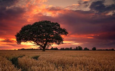 1080p Free Download Wheat Field In Cloudy Sunset Trees Sky Wheat