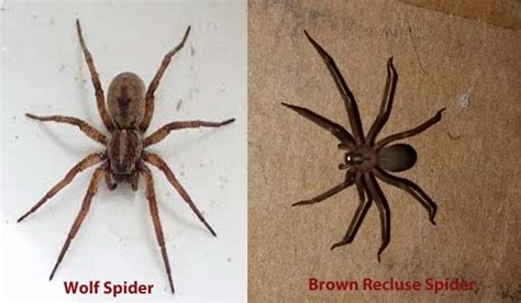 Wolf Spider Bite Identification Pictures Types And