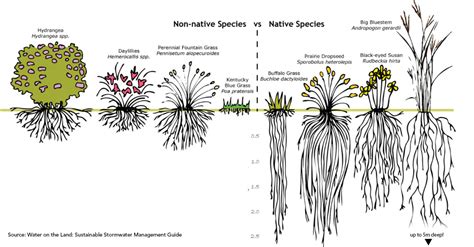 Native Plants And Grasses