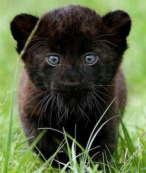 Black Panther Cub Katie Pinterest