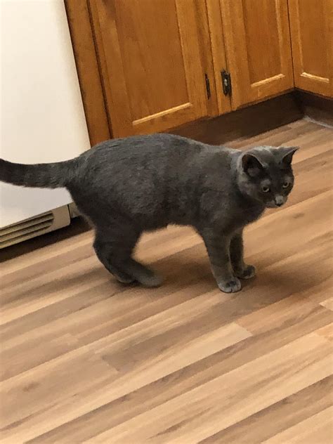 Does My Cat Look Overweight 94 Lbs And She Is 11 Months Old Catcare