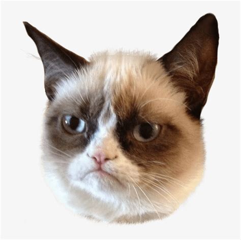 Cat Face Png Grumpy Cat Png 746x746 Png Download Pngkit