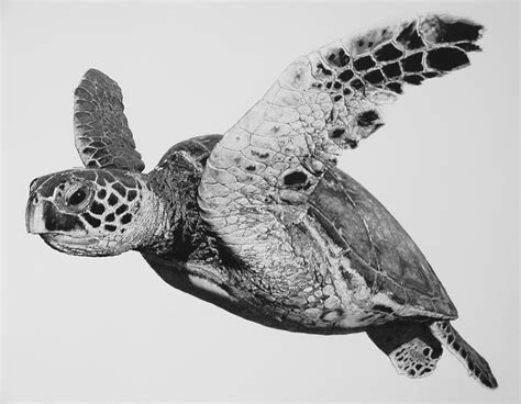 Click the hawksbill sea turtle coloring pages to view printable version or color it online (compatible with ipad and android tablets). Hawksbill Drawing by Bill Harrison