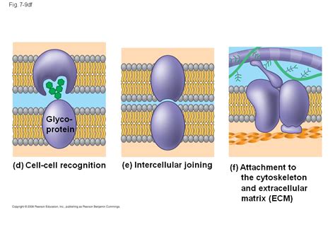 The Role Of Membrane Carbohydrates In Cell Cell Recognition