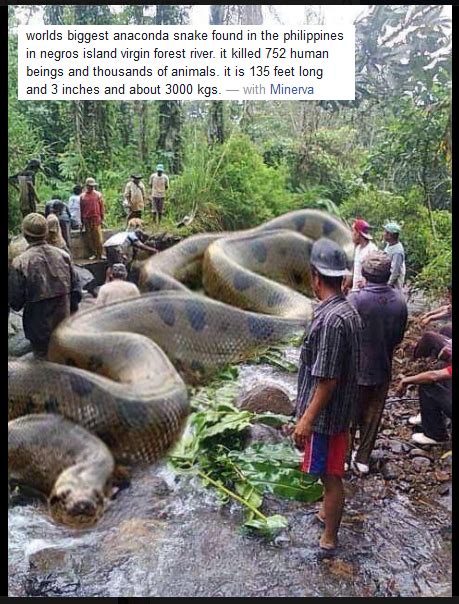 Worlds Biggest Anaconda Found In The Philippines