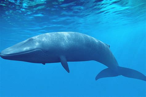 Cosè La Balena Blu E Perché Se Ne Parla Giornale Di Brescia