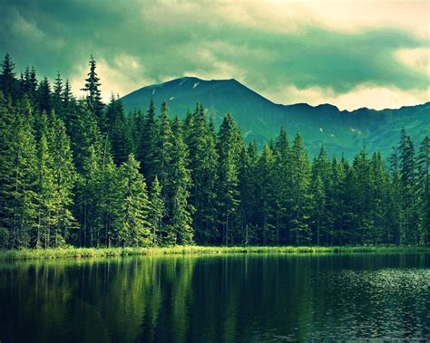 Awesome Pine Tree Background Picture Lake Landscape Scenery Forest