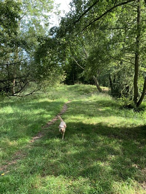 Dog Walk At Fonthill Lakeside Walk · Salisbury · Walkiees