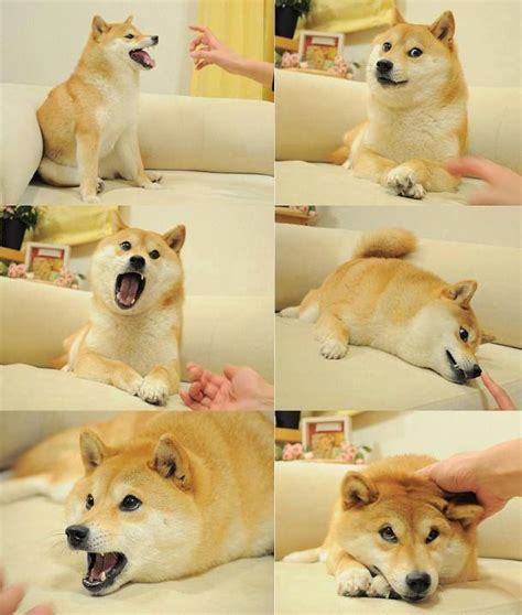 With tenor, maker of gif keyboard, add popular doge meme animated gifs to your conversations. 21 best Doge. images on Pinterest | Ha ha, Funny stuff and ...