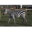 Plains Zebra  Safari Ravenna Loc Mirabilandia