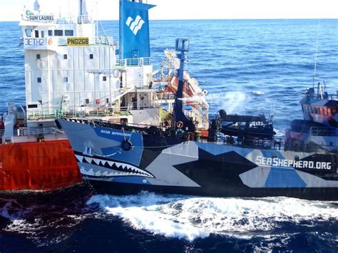 In Whale War Ceasefire Sea Shepherd Activists Hunt A New Target