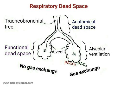 Respiratory Dead Space Definition Types Significance Equation