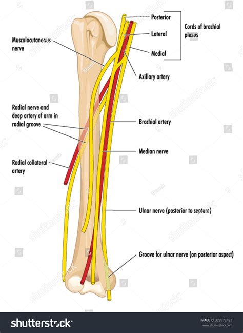 Musculocutaneous Nerve Over 16 Royalty Free Licensable Stock Vectors