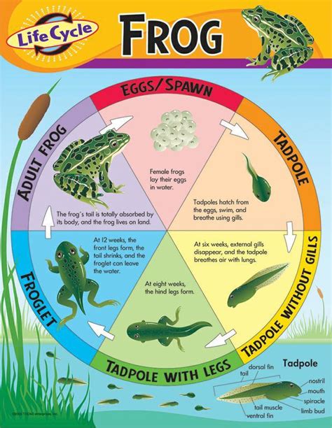 Check spelling or type a new query. Trend Enterprises Life Cycle of a Frog Learning Chart | T ...
