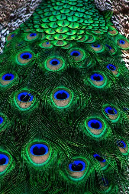 Peacock Page 1 Coloring Wallpapers Download Free Images Wallpaper [coloring436.blogspot.com]