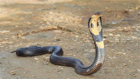 Top 10 Most Deadly Snakes Of The World Fyi