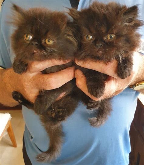 Beautiful Black Persian Kittens With Excellent Pedigrees For Sale Male
