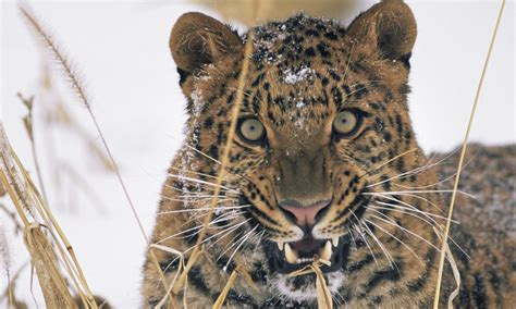 Amur Leopard Information The Nomous